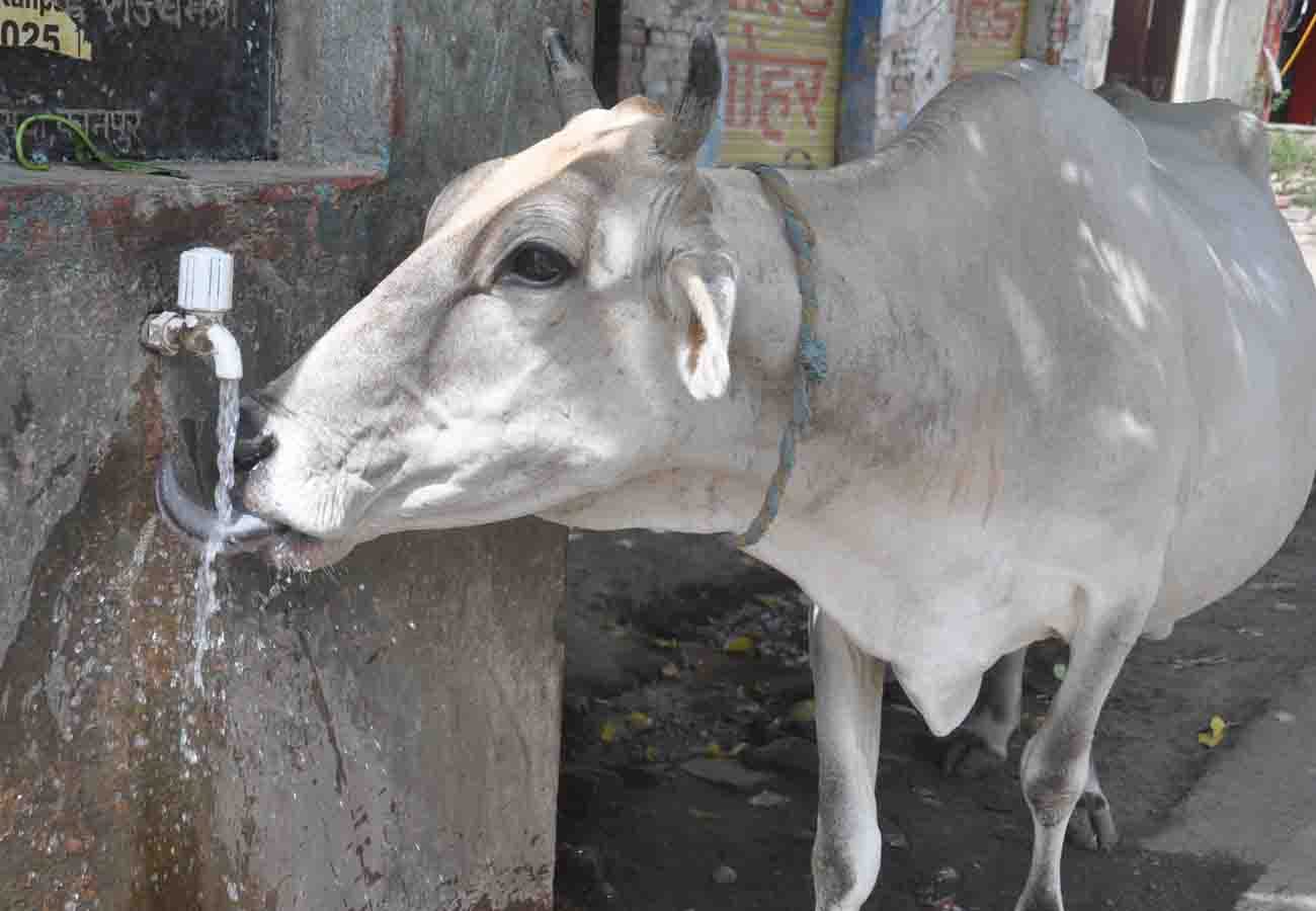 Lovely And Sweet Animal Pictures during summer amar ujala special