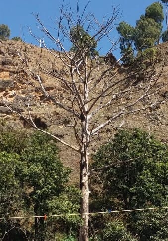 Dangerous trees have become a threat to many families