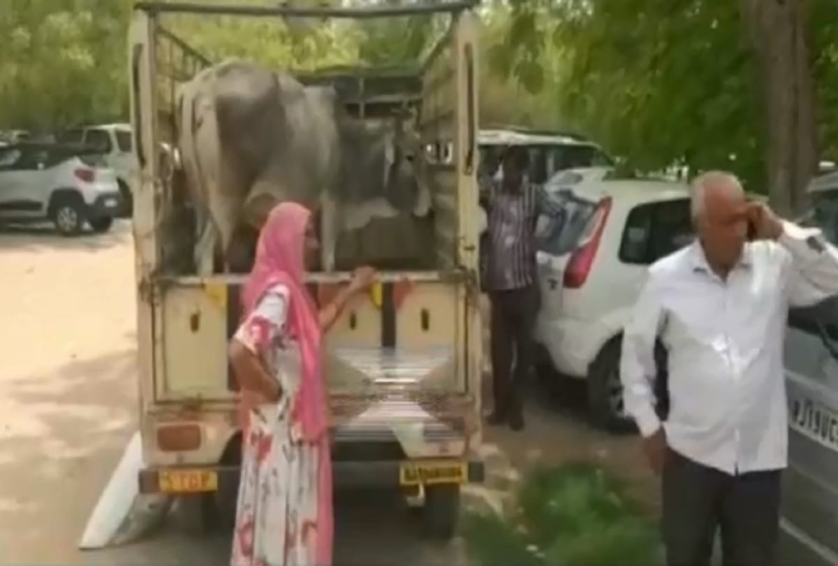 unique hearing in the local court of jodhpur A cow was produced over its ownership dispute