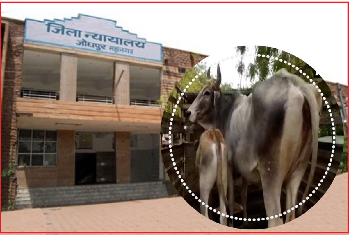 unique hearing in the local court of jodhpur A cow was produced over its ownership dispute