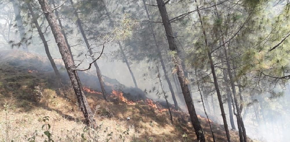 Picking up the forest of Babel, a fire that was destroyed by the help of villagers