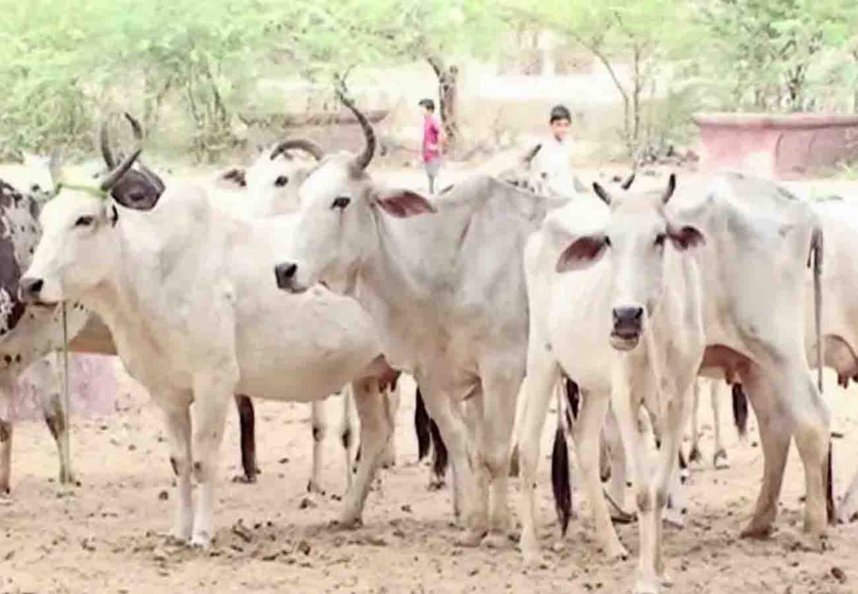 Four cattle die due to lack of fodder
