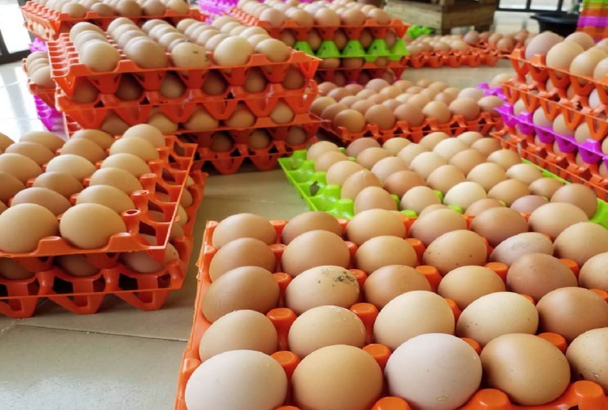 British men throws 72 crore eggs a year over best before date fears