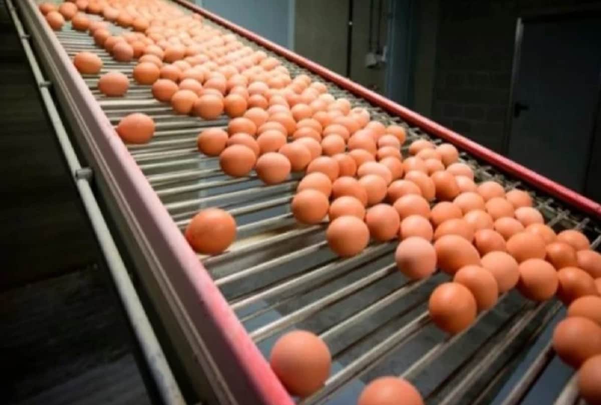 British men throws 72 crore eggs a year over best before date fears