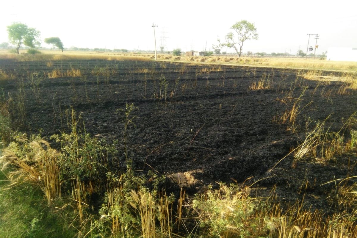 हाईटेंशन लाइन के टूटकर गिरने से गेंहू की फसल राख