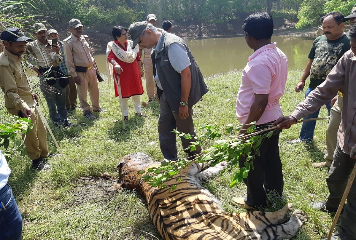 Tiger found Dead in Kalagarh forest in Bijnor district UP