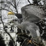 eagle - सांकेतिक तस्वीर