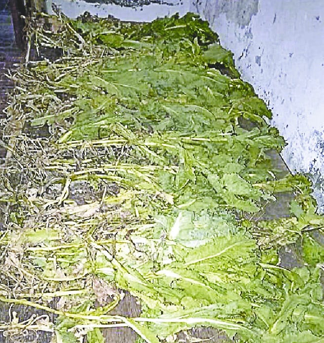 tingas me afeem ki kheti pakdi
