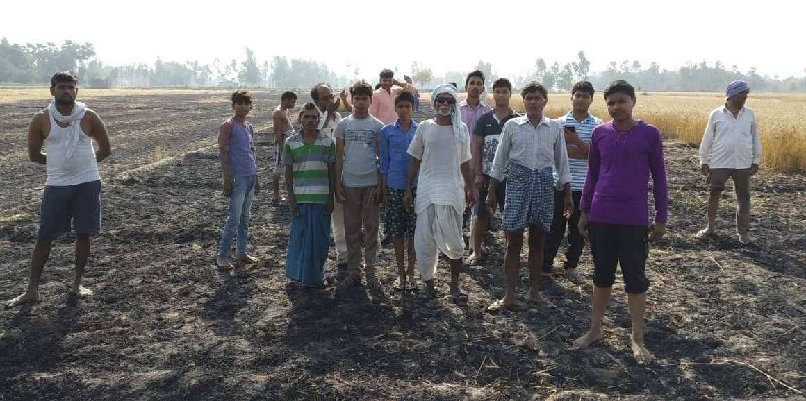 43 bigha wheat crop in seven villages