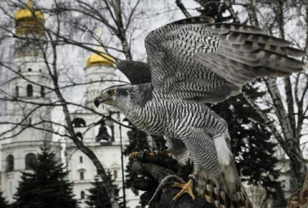 Imran Khan governments decision, Pakistan will send 150 rare eagles to Saudi Arabia and UAE