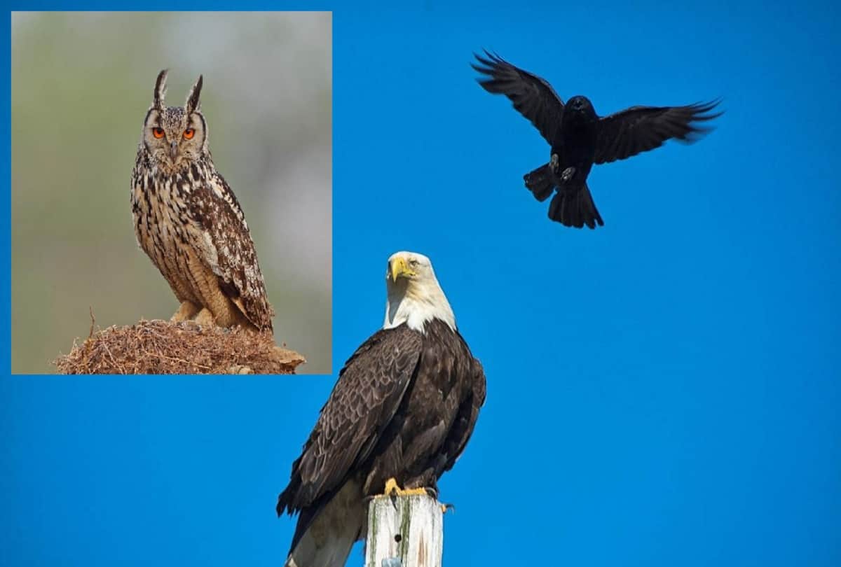 team of eagle and owls to protect security guarding Kremlin President of Russian house