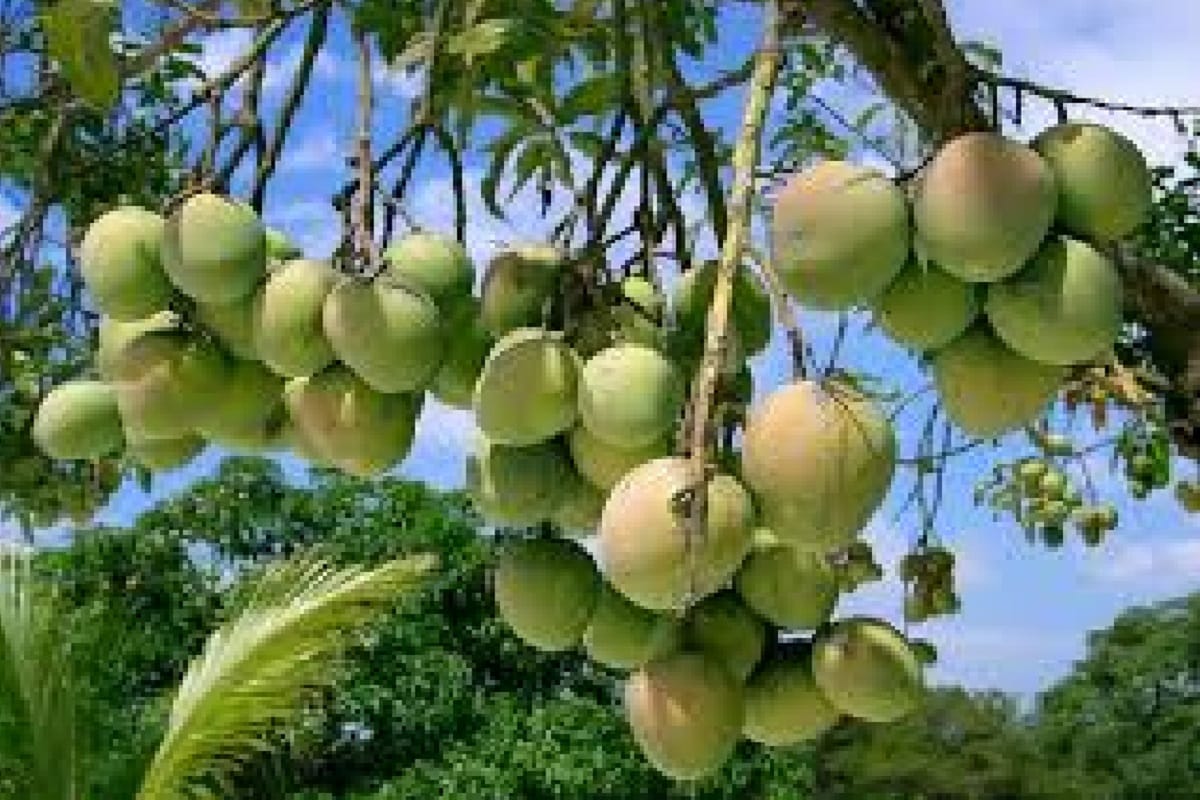 Meerut, the first weather hit the mango and now it is the effect of white rust
