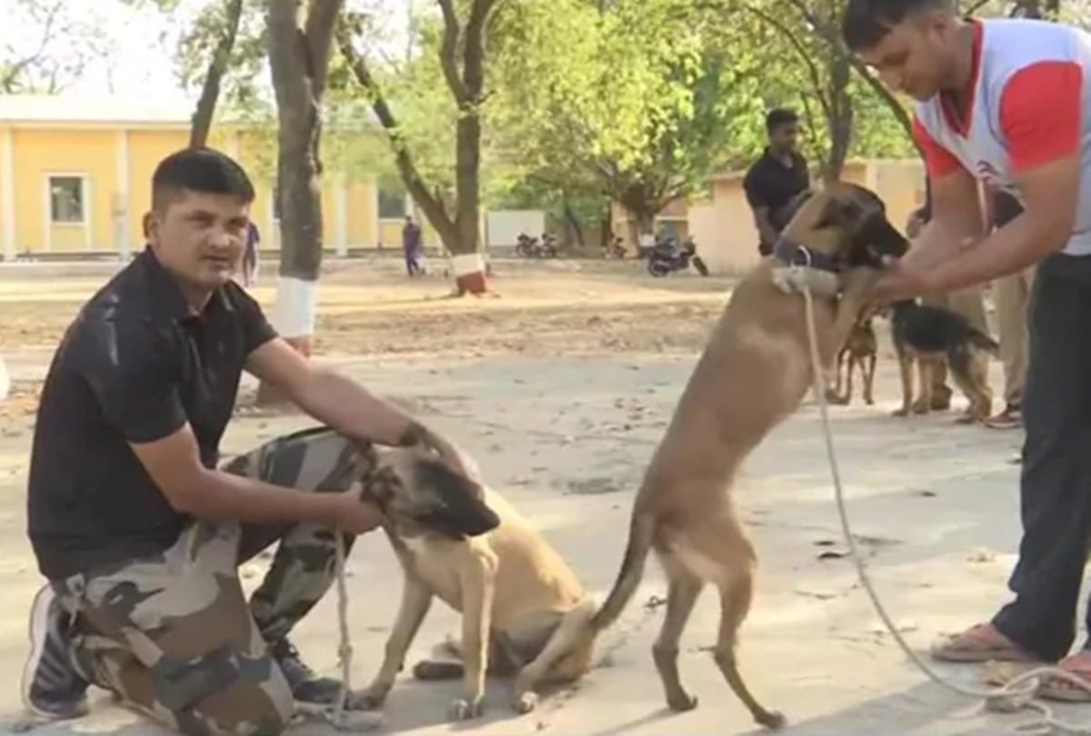 Madhya Pradesh Police Dog Squad Induct Same Dog Breed Used To Kill Osama Bin Laden