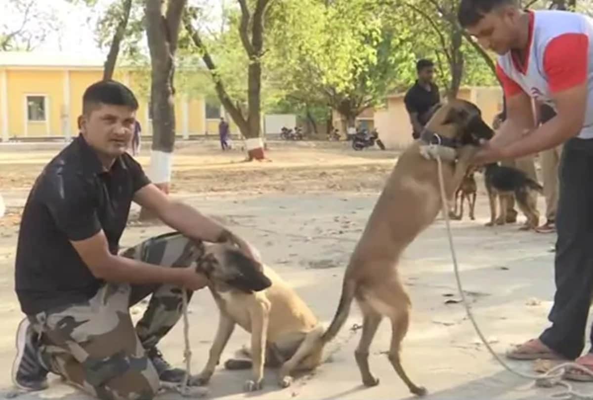 Indigenous dogs will be included in PM security squad, Meerut RVC handed over to SPG after training