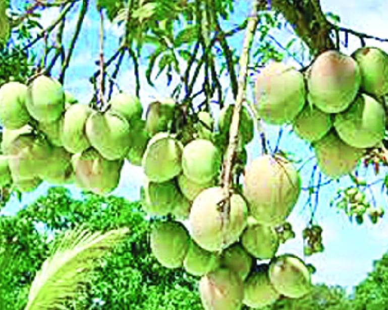First weather hit on mango, now white rust of war