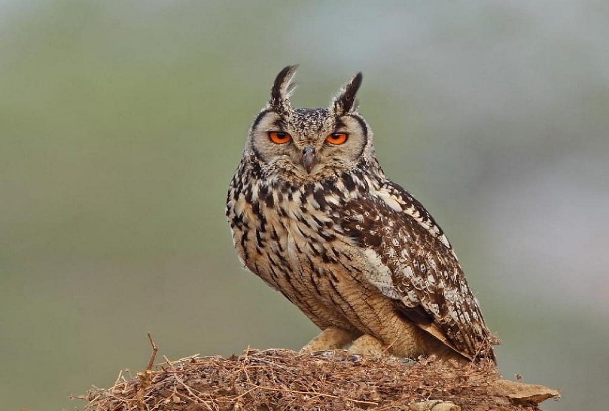 Owl Smuggling Threat On Diwali Forest Department Highalert In Chambal Sanctuary