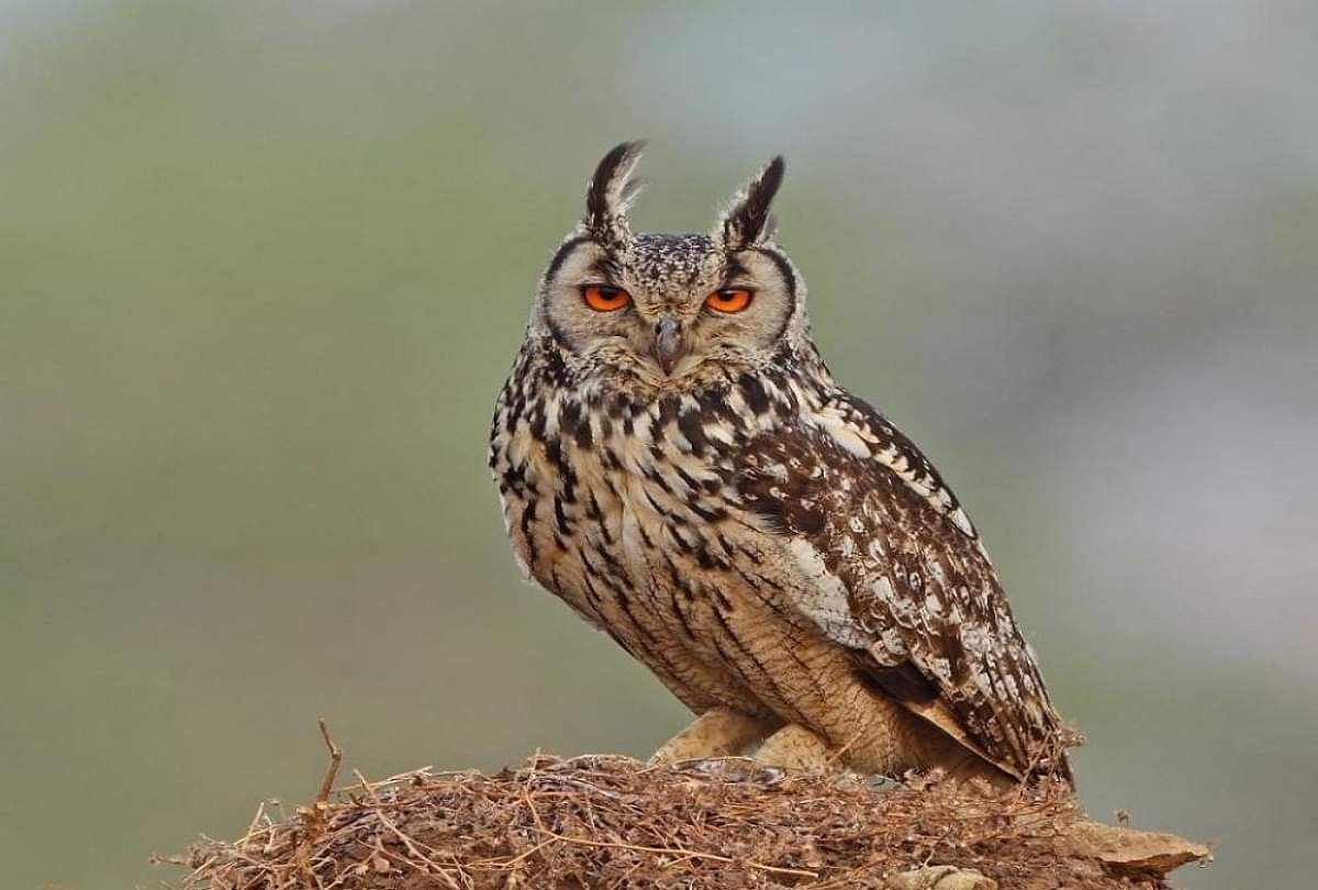 Vastu Tips ghar ya daftar mein ullu rakhna shubh ya ashubh owl statue vastu tips in hindi