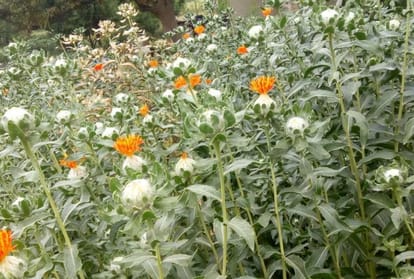 Cultivation of saffron in Bilaspur Himachal Pradesh
