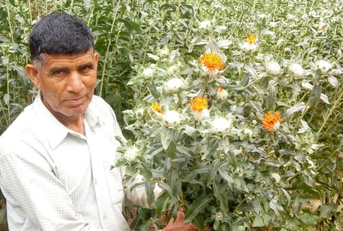 its harvesting time of saffaron for kashmiri farmers