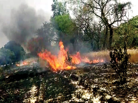 70 bigha wheat crop burnt by fire