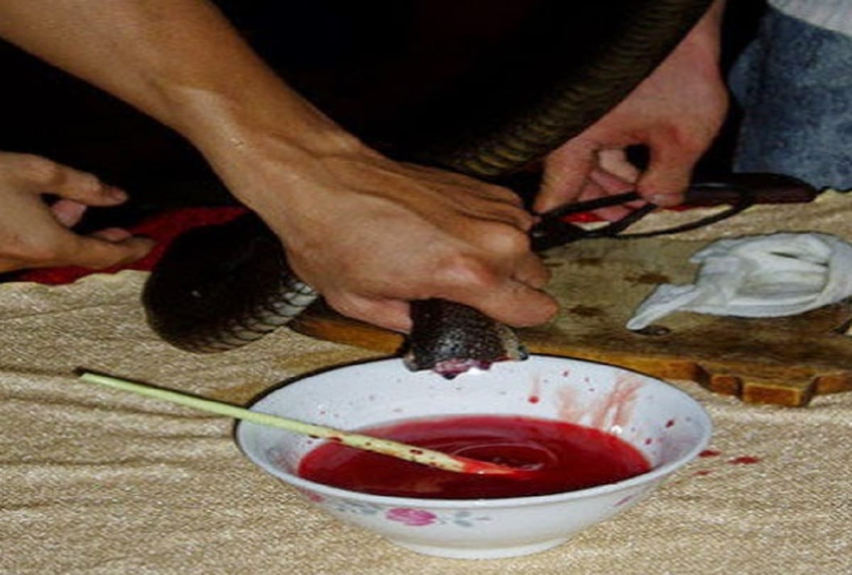 Women drinks Cobra snake blood to look beautiful in Jakarta