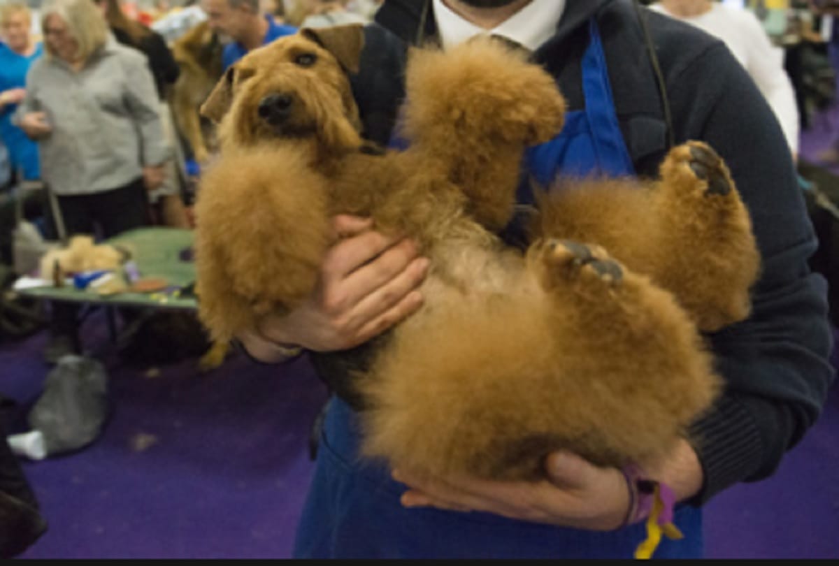 men beards carry more germs and than dog fur including deadly bacteria in facial fuzz study reveals