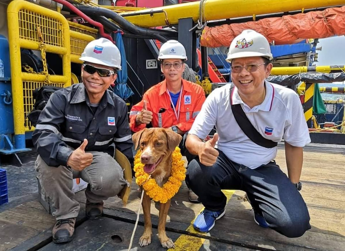 Thailand: dog found swimming 220 kilometers returned safely to land