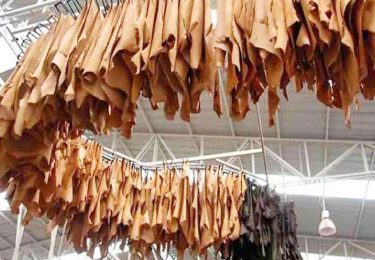 Kanpur tanneries are not the issue in lok sabha election 2019