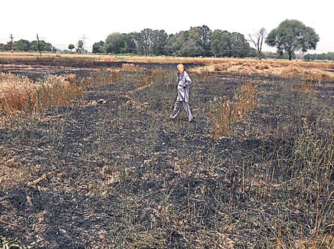 110 bigha crop of wheat by fire