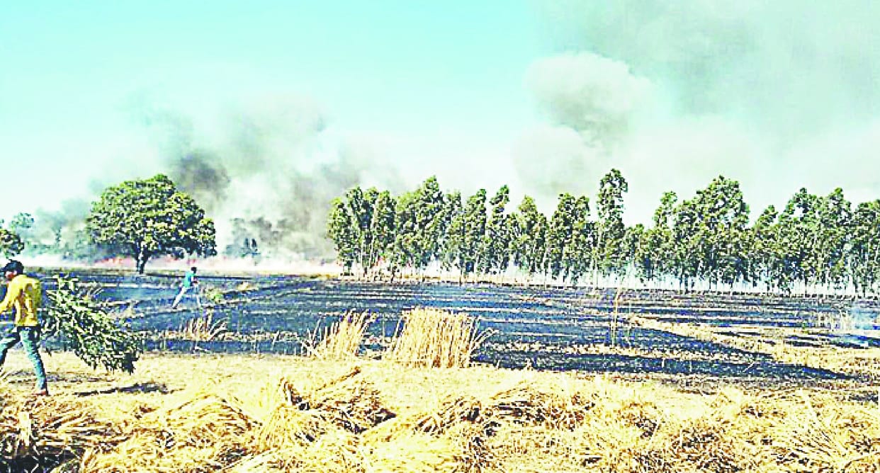 170 bigha wheat harvested ash