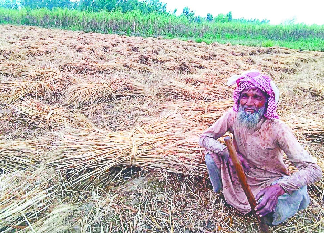 गेहूं की फसल को आई आफत की बारिश, किसान परेशान