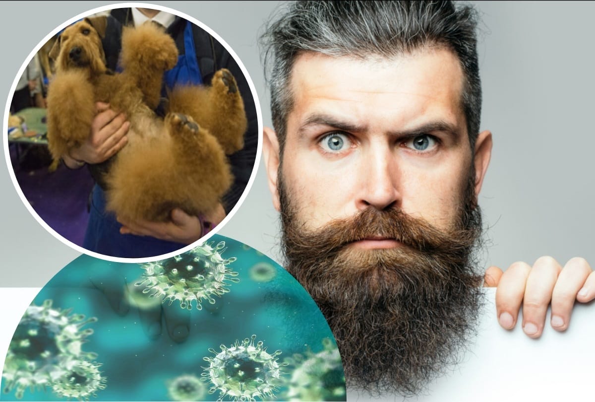 men beards carry more germs and than dog fur including deadly bacteria in facial fuzz study reveals