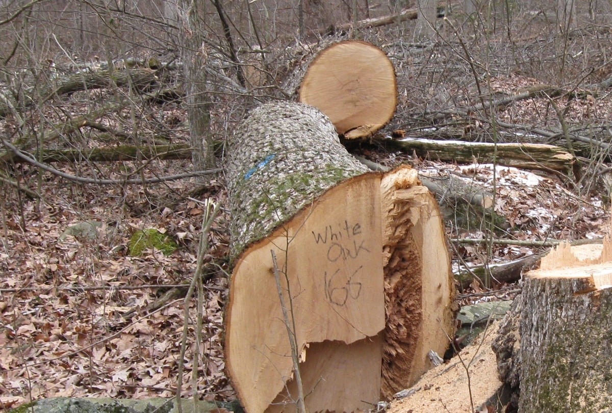 forest right act permission to cut trees in himachal pradesh