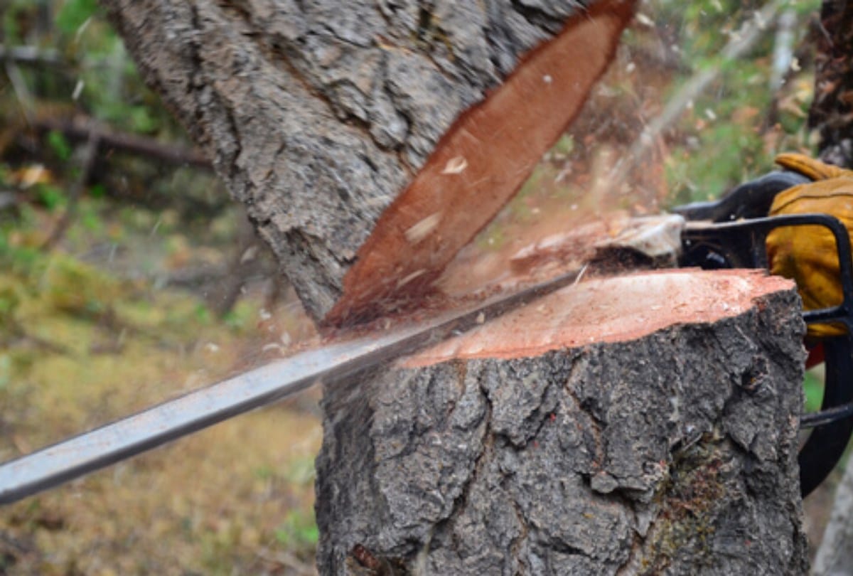 illegal tree felling in sansarpur terrace kangra himachal pradesh