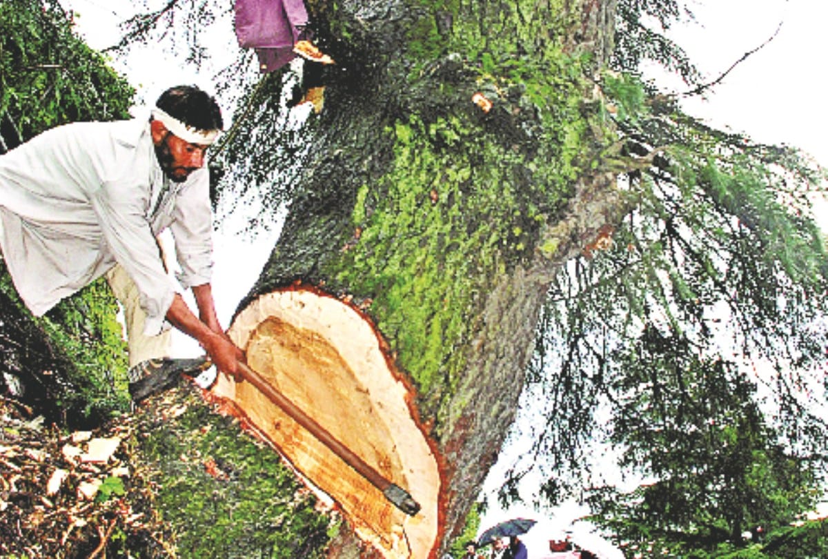 forest right act permission to cut trees in himachal pradesh