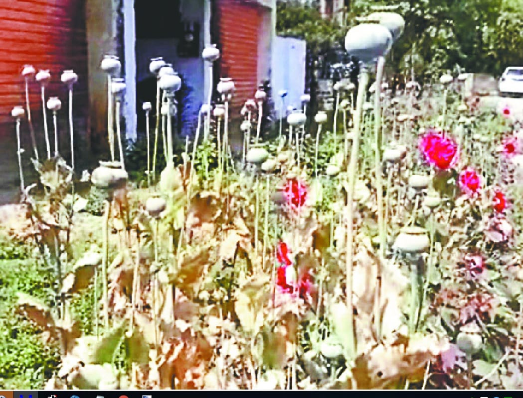 See this ! Opium plants in government workers' garden
