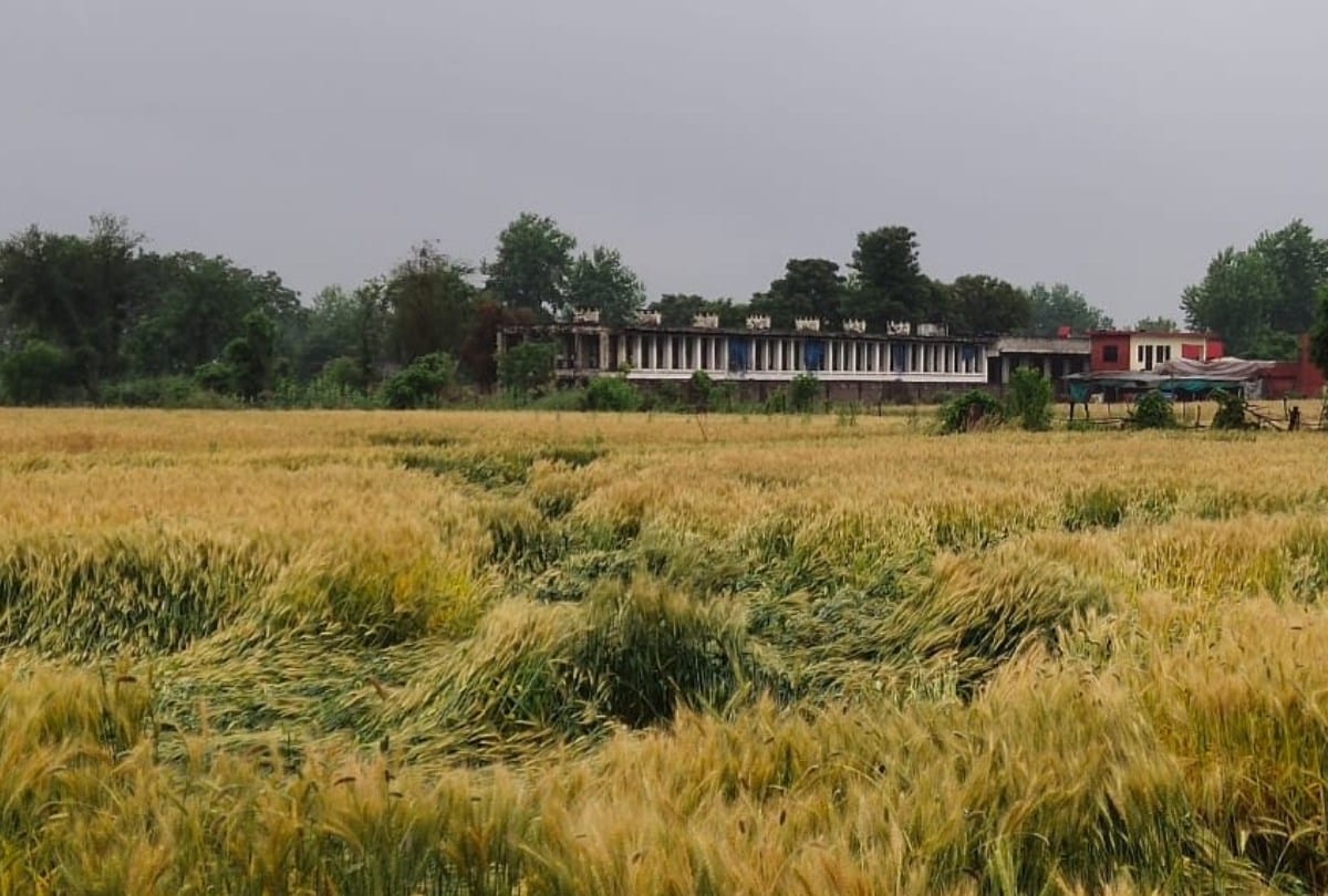 rain thunderstorm hail damage crops in himachal pradesh
