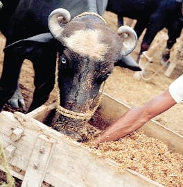 Dairies to get out of the city by June 30