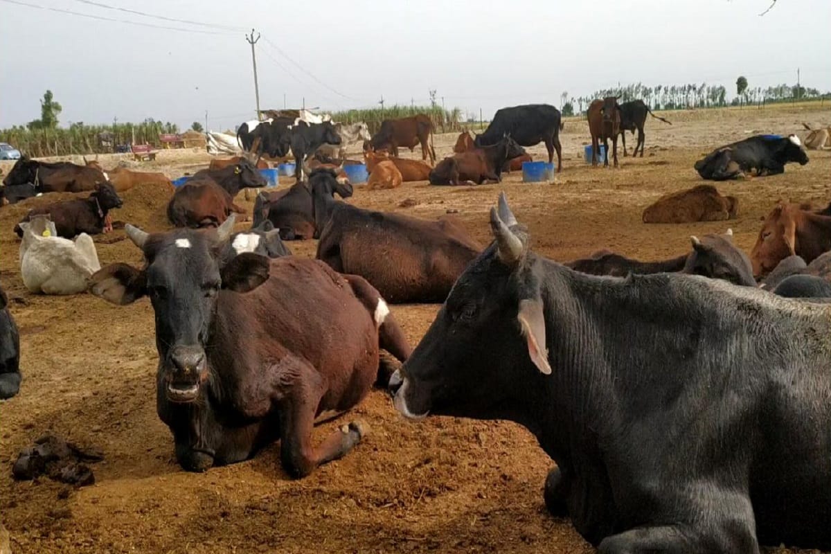 4 Animals again Died In hardoi After Cm Yogi Order