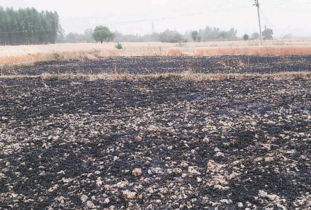 the wheat burnt from electric fire