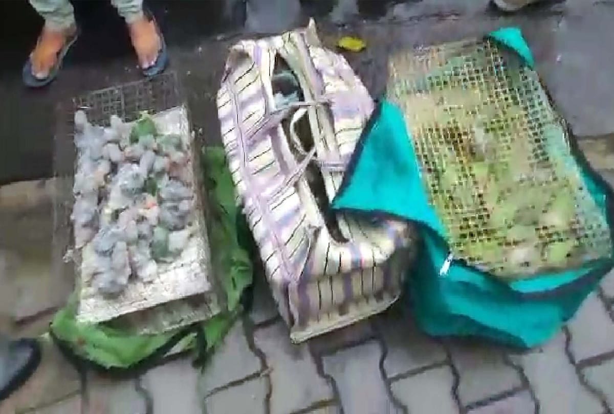 One hundred fifty five Hill parrots caught in Jama Masjid area