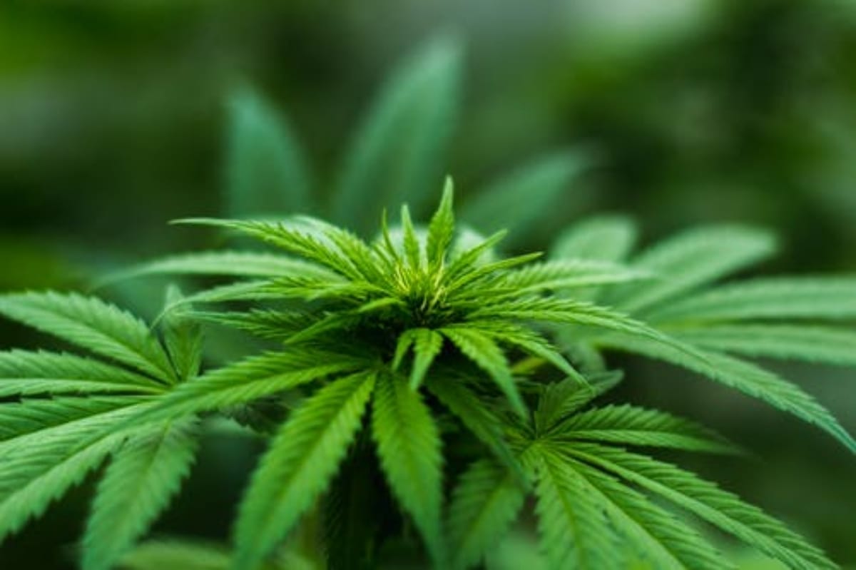 Nine arrested with hemp, being brought from Andhra Pradesh