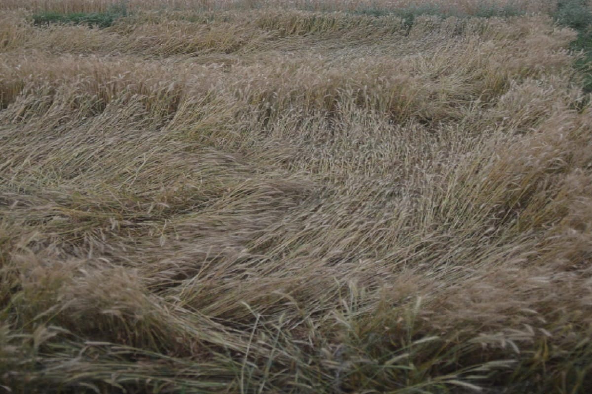 Rains in Western UP have caused damage to wheat and mango crops and the farmer is worried