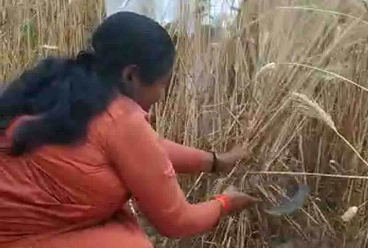 sadhvi niranjan jyoti wheat brace in fatehpur