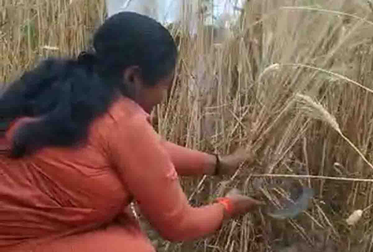 sadhvi niranjan jyoti take second time oath in pm modi government