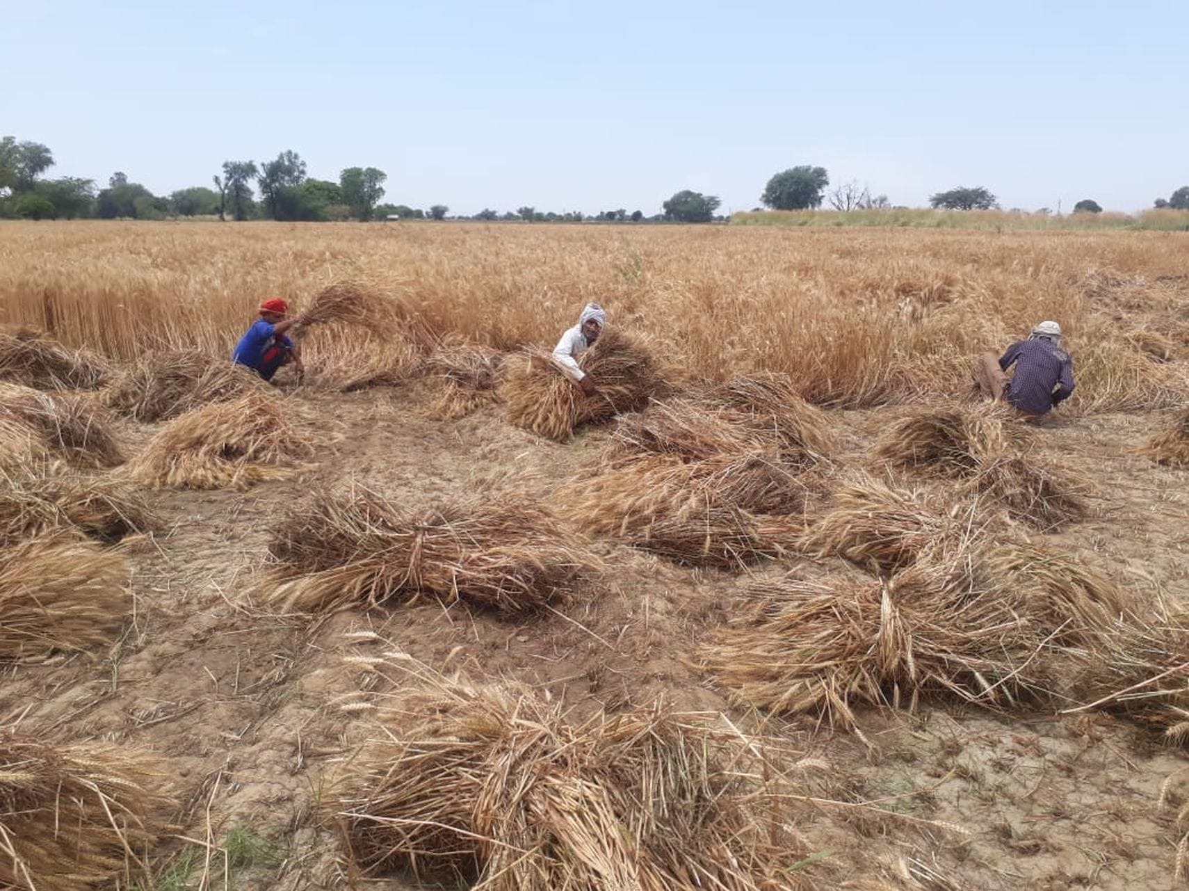 On the verge of ruining wheat crop standing in 2.14 lakh hectare area due to corona