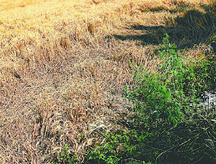 Rain accompanied by strong winds raised concerns of farmers