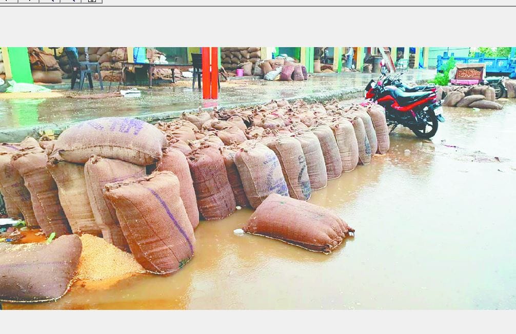मथुरा में खेत में पड़ा लांक भीगा, गिर गई खड़ी फसल
