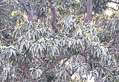 Severe weather mood, cold weather in Fija, crop failure