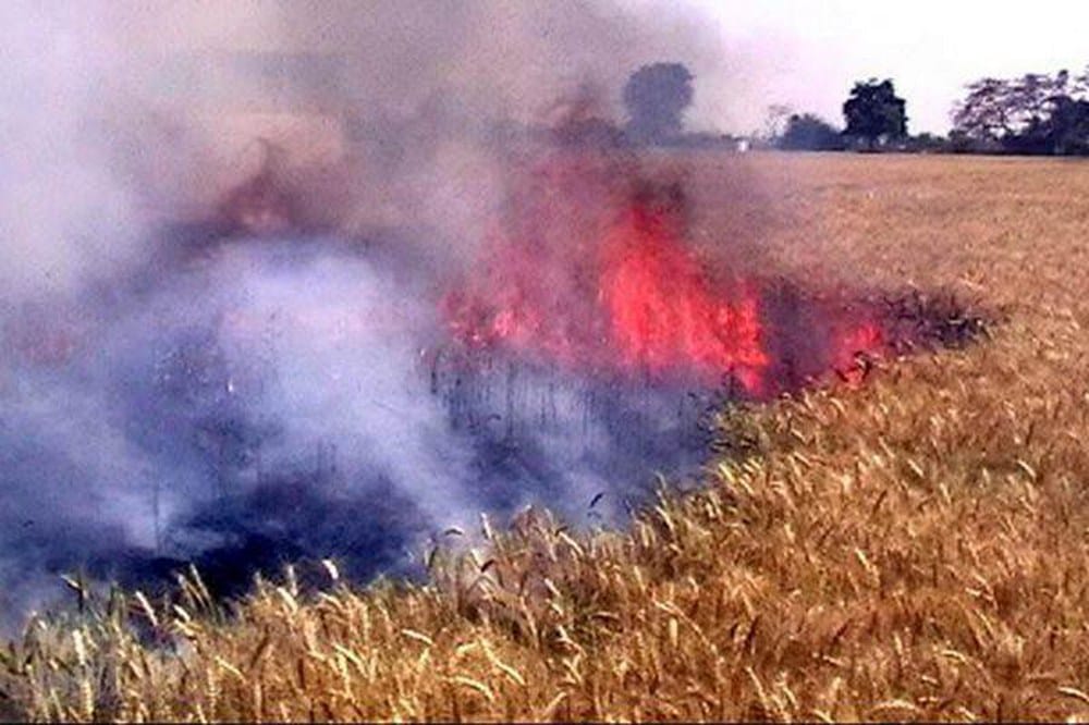 8 bigha crop burnt